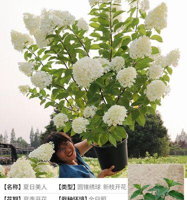 木本花卉的移栽技巧与要点（让花木焕发生机，移栽是关键！）-第3张图片-绿意生活
