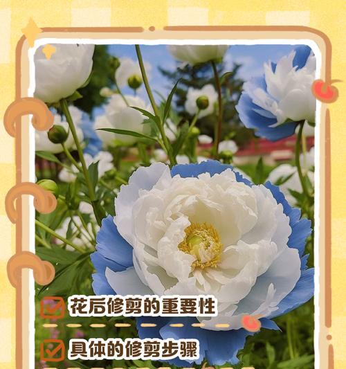 牡丹花谢了怎么办？应对方法大揭秘！（快来了解牡丹花谢萎的原因及解决方法！）-第1张图片-绿意生活
