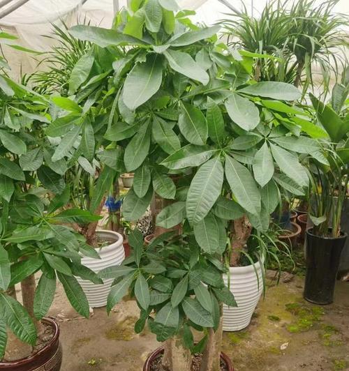 发财树——财富与繁荣之源（探秘发财树的种类与传说）-第1张图片-绿意生活