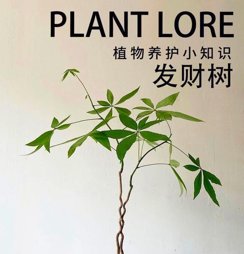 发财树——财富与繁荣之源（探秘发财树的种类与传说）-第3张图片-绿意生活