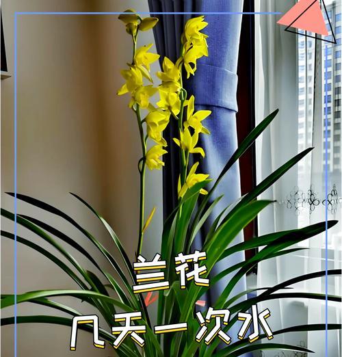 兰花的适应性与肥料选择（探究兰花是否能够浇注硫酸亚铁）-第2张图片-绿意生活