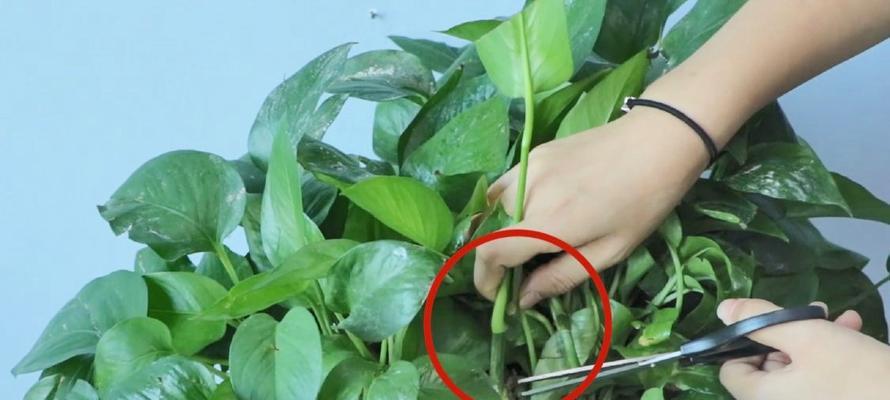 探讨如何剪取爆盆的根（培育健康植株的关键技巧）-第2张图片-绿意生活