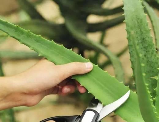 探讨如何剪取爆盆的根（培育健康植株的关键技巧）-第1张图片-绿意生活