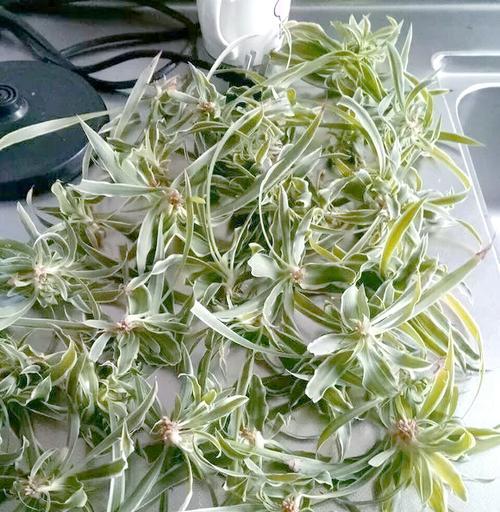 探讨如何剪取爆盆的根（培育健康植株的关键技巧）-第3张图片-绿意生活
