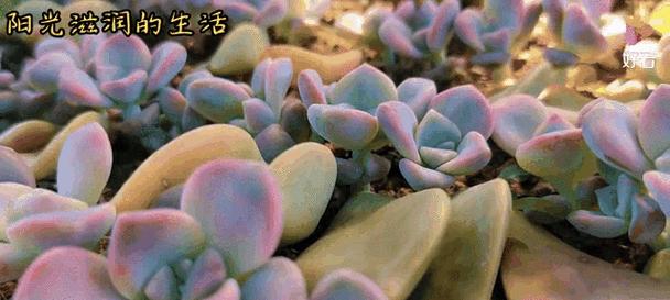 以叶插苗怎么养（简易方法让你轻松培养健康的植物）-第2张图片-绿意生活