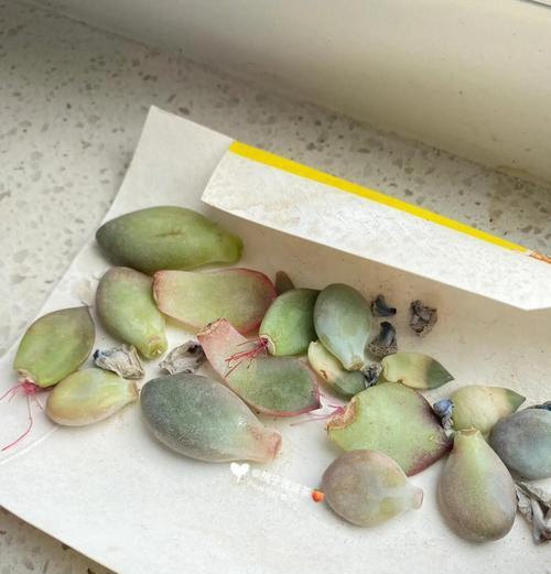 以叶插苗怎么养（简易方法让你轻松培养健康的植物）-第3张图片-绿意生活