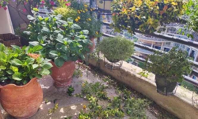 夏季如何为欧月植物施肥？（科学施肥，让欧月植物茁壮成长）-第3张图片-绿意生活