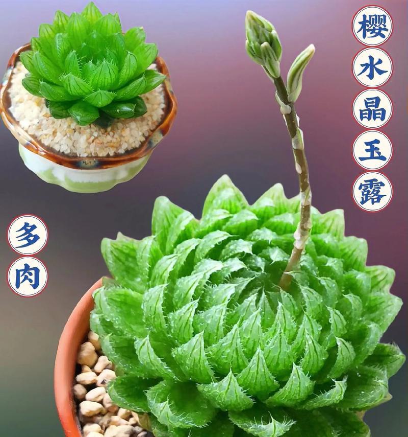 冬季多肉玉露的养护之道（如何正确养护多肉玉露，让它在寒冷的冬季依然健康茁壮）-第2张图片-绿意生活