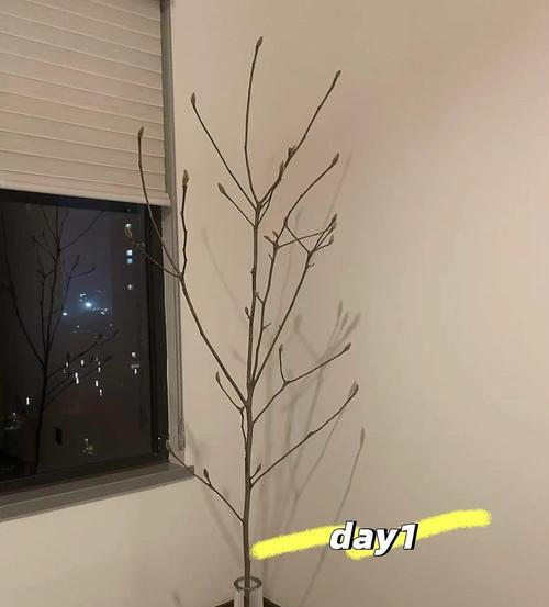 白玉兰树的养植方法（打造花园中的绝美之选）-第1张图片-绿意生活