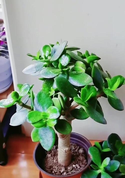白玉兰树的养植方法（打造花园中的绝美之选）-第3张图片-绿意生活