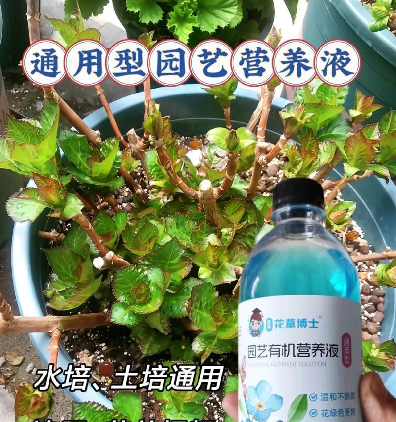 花带营养液（探索花带营养液的正确使用方法，让花朵绽放更美丽）-第1张图片-绿意生活