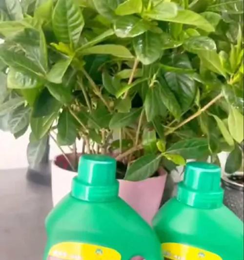 花带营养液（探索花带营养液的正确使用方法，让花朵绽放更美丽）-第2张图片-绿意生活