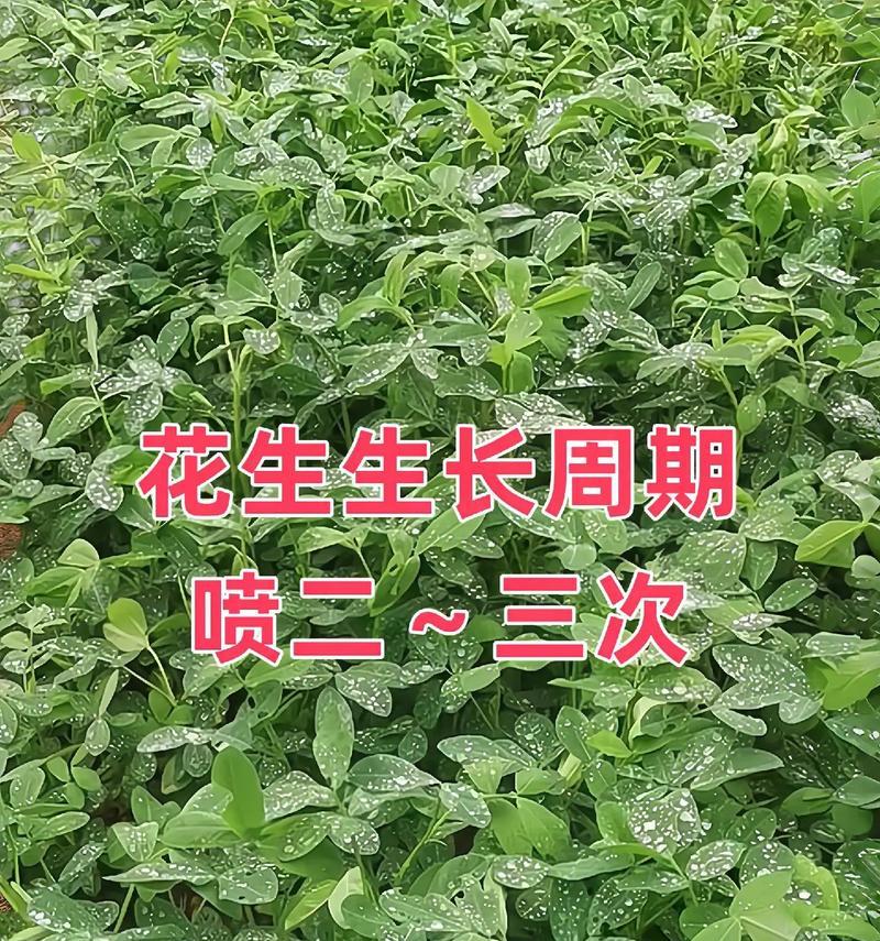 花生发芽长叶全过程详解（从发芽前到结果成熟，一步步掌握关键要点）-第2张图片-绿意生活