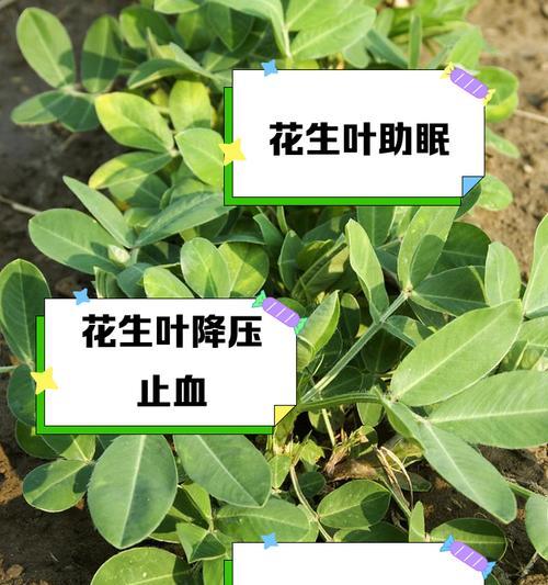 花生发芽长叶全过程详解（从发芽前到结果成熟，一步步掌握关键要点）-第3张图片-绿意生活