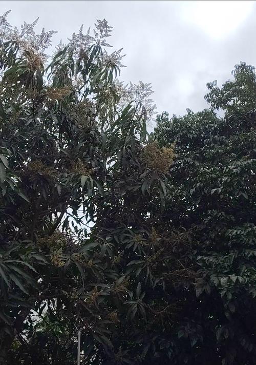 芒果的开花结果及其栽培技巧（掌握合适的条件，让芒果开花更容易）-第1张图片-绿意生活