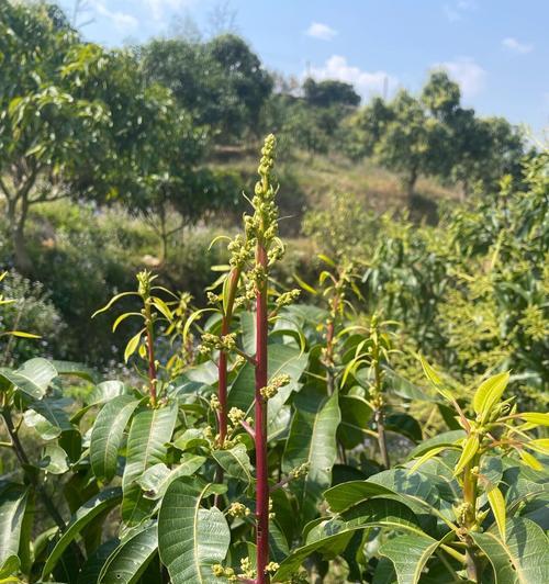 芒果的开花结果及其栽培技巧（掌握合适的条件，让芒果开花更容易）-第2张图片-绿意生活