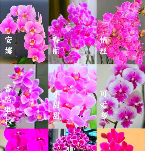 探秘紫蝴蝶花的养殖技巧（打造盛开如云的紫色花海）-第1张图片-绿意生活