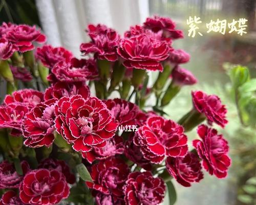 探秘紫蝴蝶花的养殖技巧（打造盛开如云的紫色花海）-第3张图片-绿意生活