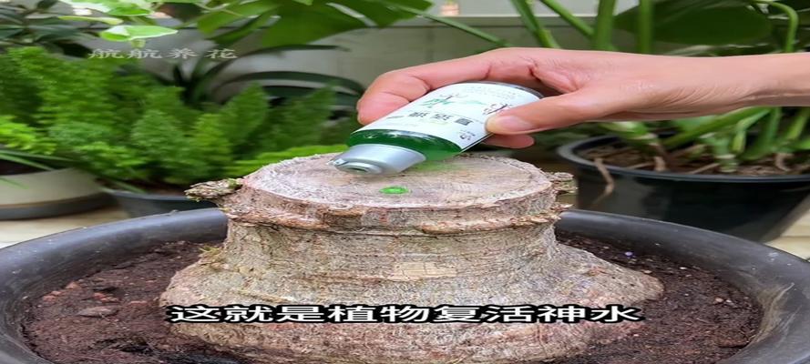 如何救活发财树，让它重新焕发生机（快速有效的方法和关键步骤，告别发财树生机消散的困扰）-第3张图片-绿意生活