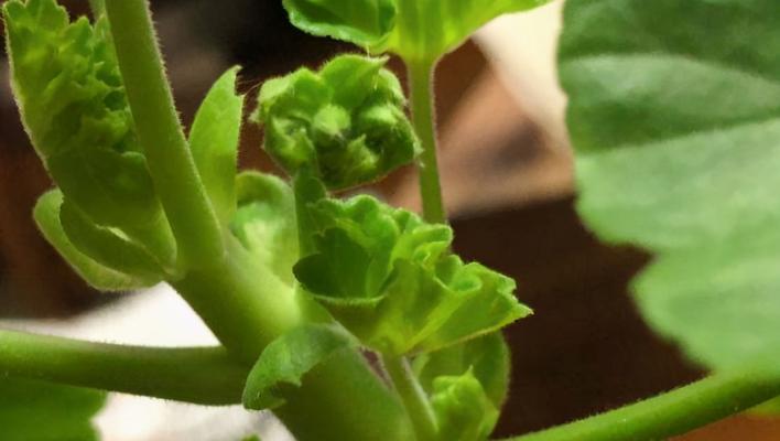 天竺葵不开花的原因及解决方法（花期耽搁？天气不对劲？看这里，详细解决！）-第2张图片-绿意生活