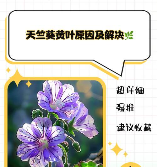 天竺葵不开花的原因及解决方法（花期耽搁？天气不对劲？看这里，详细解决！）-第1张图片-绿意生活
