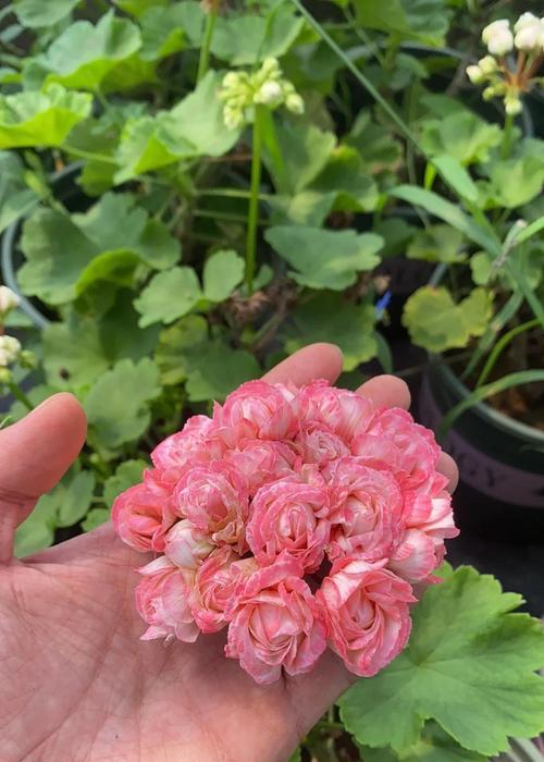 天竺葵不开花的原因及解决方法（花期耽搁？天气不对劲？看这里，详细解决！）-第3张图片-绿意生活