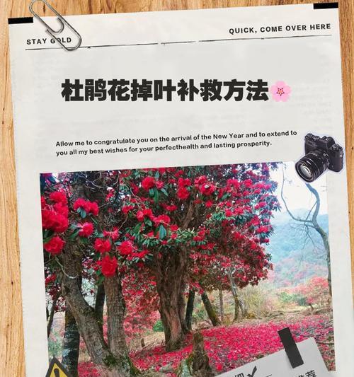 解决杜鹃花花苞不开问题的有效方法（如何促使杜鹃花开放花苞，展现美丽的花朵）-第3张图片-绿意生活