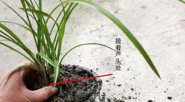 以兰花为主题的生命之美（探索兰花的生命力与魅力）-第2张图片-绿意生活