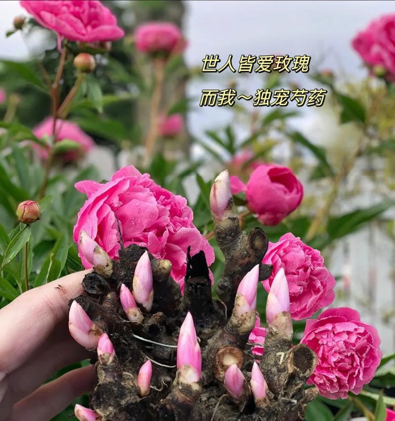 冬天如何养护芍药（芍药的冬季养护技巧）-第2张图片-绿意生活