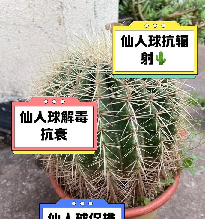 如何正确消毒仙人球？（有效保护仙人球健康的消毒方法）-第1张图片-绿意生活