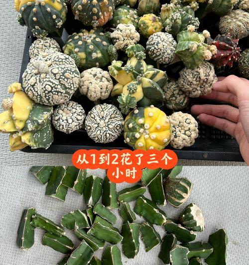 如何正确消毒仙人球？（有效保护仙人球健康的消毒方法）-第3张图片-绿意生活