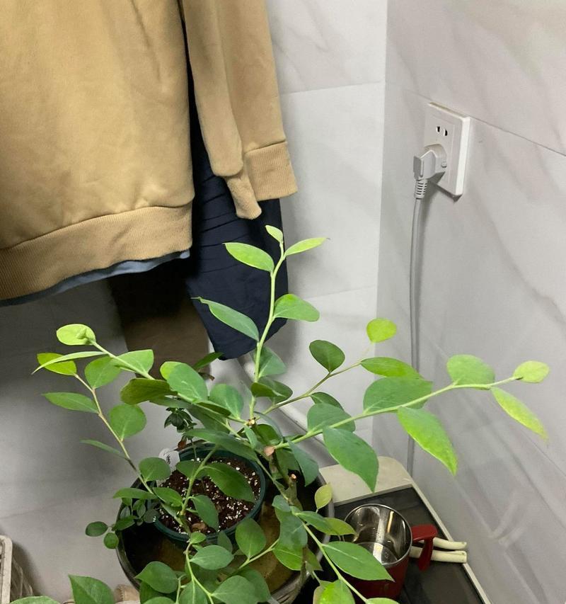 冬季蓝莓掉叶原因及预防方法（探究蓝莓冬季掉叶现象，有效防止掉叶）-第1张图片-绿意生活