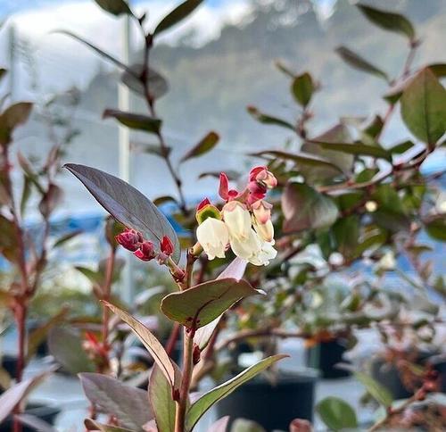 冬季蓝莓掉叶原因及预防方法（探究蓝莓冬季掉叶现象，有效防止掉叶）-第3张图片-绿意生活