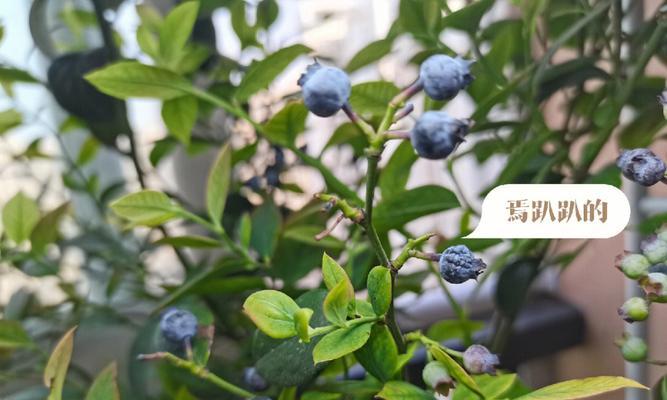 冬季蓝莓掉叶原因及预防方法（探究蓝莓冬季掉叶现象，有效防止掉叶）-第2张图片-绿意生活