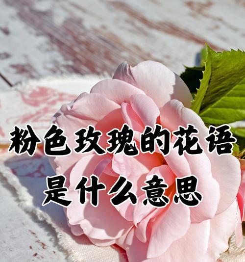探寻19朵玫瑰花语的深层含义（解读每一朵玫瑰的代表意义，了解更多浪漫语言的秘密）-第1张图片-绿意生活