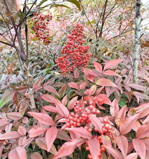 探秘南天竹叶子的红变之谜（南天竹叶子为何会变红？）-第2张图片-绿意生活