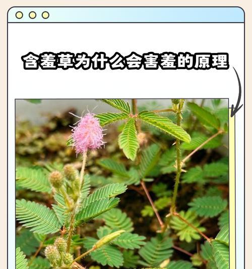 含羞草的奇妙之旅（探秘含羞草的神奇变化与适应能力）-第3张图片-绿意生活