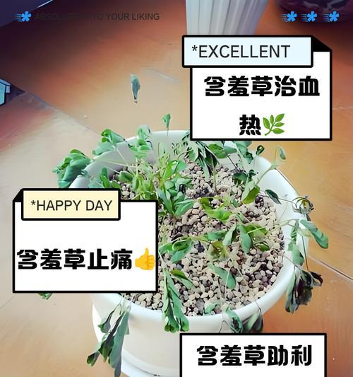 含羞草的奇妙之旅（探秘含羞草的神奇变化与适应能力）-第1张图片-绿意生活