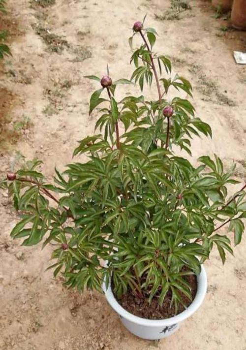 观赏芍药的繁育技巧（学习如何成功培育美丽的芍药品种）-第3张图片-绿意生活