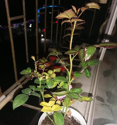 为什么以米兰换盆后会出现黄叶掉叶问题？（探究黄叶掉叶现象的原因及应对方法）-第1张图片-绿意生活