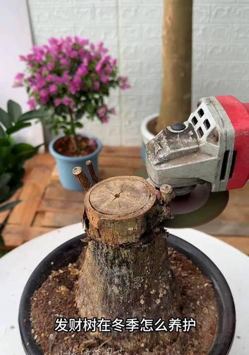 花多多10号可以浇发财树吗？（10号肥料适合发财树生长吗？可以提高发财树的品质吗？）-第2张图片-绿意生活