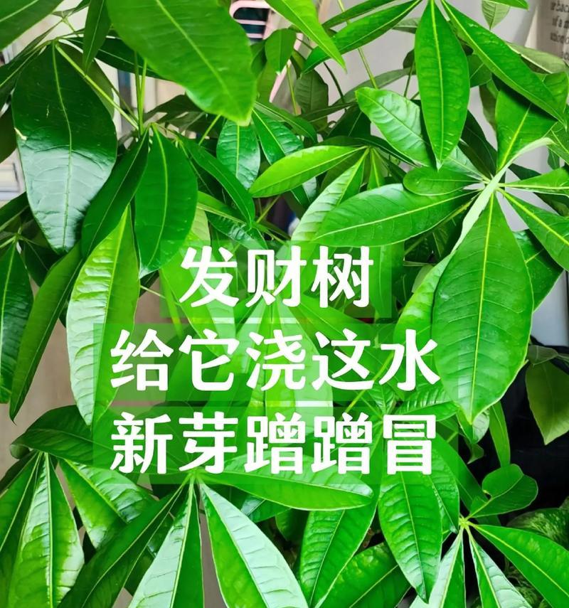 花多多10号可以浇发财树吗？（10号肥料适合发财树生长吗？可以提高发财树的品质吗？）-第1张图片-绿意生活