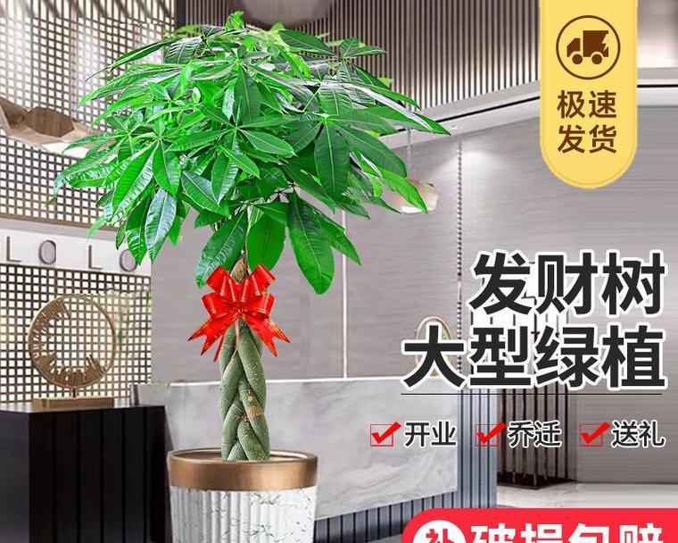 花多多10号可以浇发财树吗？（10号肥料适合发财树生长吗？可以提高发财树的品质吗？）-第3张图片-绿意生活