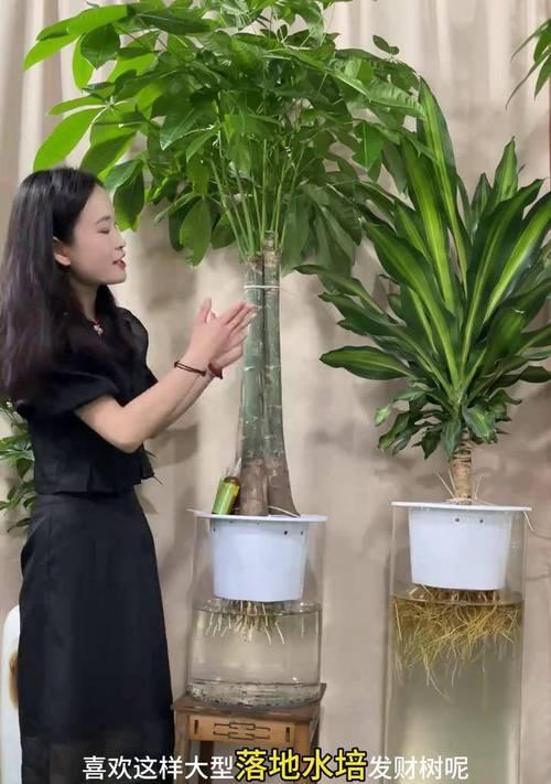 水培发财树养护指南（让你的财运滚滚来——水培发财树怎么养才能更旺盛？）-第3张图片-绿意生活