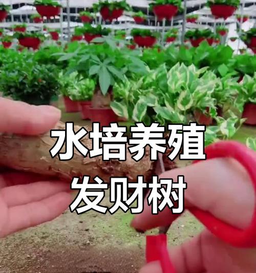 水培发财树养护指南（让你的财运滚滚来——水培发财树怎么养才能更旺盛？）-第2张图片-绿意生活