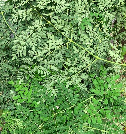 河南荆芥的种植技巧（选择种植时间，打造丰收好品种）-第1张图片-绿意生活
