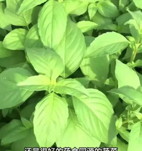 河南荆芥的种植技巧（选择种植时间，打造丰收好品种）-第2张图片-绿意生活