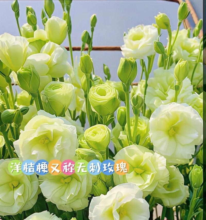 绿色桔梗花语的含义（探究绿色桔梗的神秘语言，让你更了解这朵迷人的花）-第2张图片-绿意生活