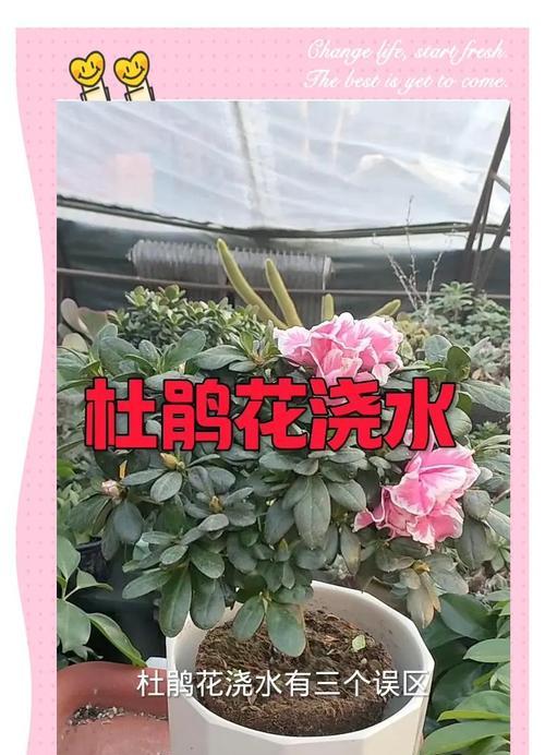 杜鹃花的浇水和施肥技巧（正确的水肥管理助您打造繁花盛景）-第2张图片-绿意生活
