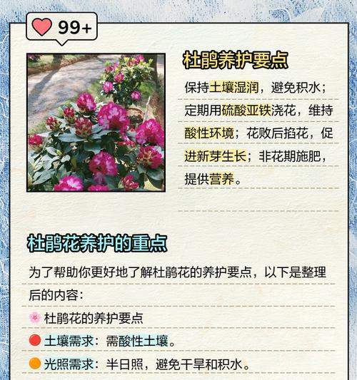杜鹃花的浇水和施肥技巧（正确的水肥管理助您打造繁花盛景）-第3张图片-绿意生活